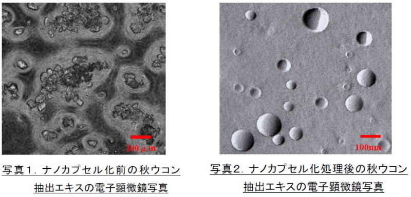 ナノカプセル化前と後の秋ウコンエキスの顕微鏡写真での比較