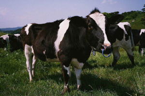 日本の家畜-牛