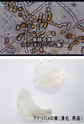 黒酵母と燕の巣のイメージ
