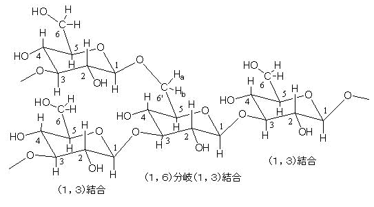 パン酵母βグルカンの分子構造図